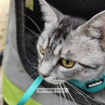 Photo 3/3 chouchou Chat perdu à Anderlecht