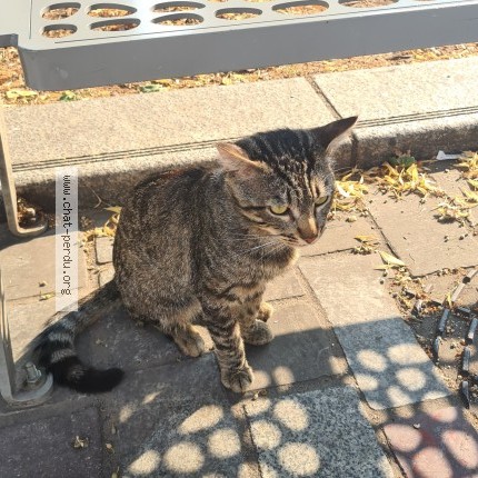 Photo 1/1 Chat trouvé Trouvé à Rouen