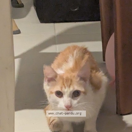 Photo 1/1 Chat trouvé Trouvé à Grenoble