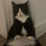 f&eacute;lix