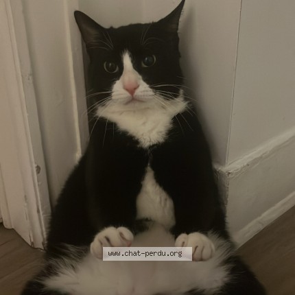 Photo de chat retrouvé à Saint Gilles