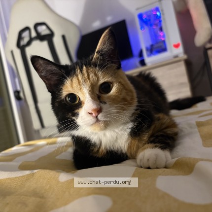 Photo de chat perdu à Bordeaux