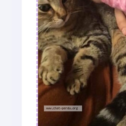 Photo de chat perdu à Bordeaux