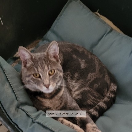 Photo 1/1 poupouille Chat perdu à Saint Manvieux Norrey