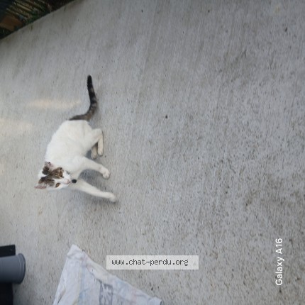 Photo 1/1 Chat trouvé Trouvé à Bassens