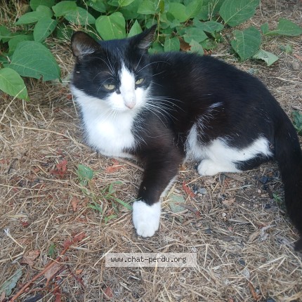 Photo de chat trouvé à Ciry Le Noble