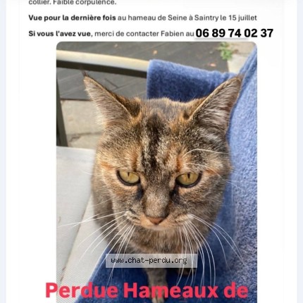 Photo 1/1 Missy Chat perdu à Saintry Sur Seine