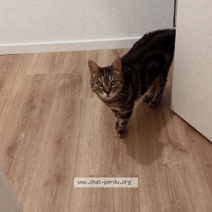 Photo de chat perdu à Colmar