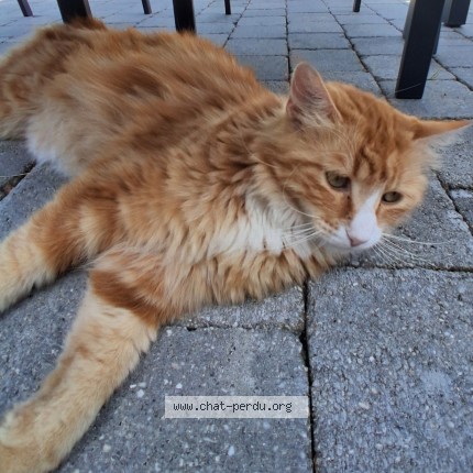 Photo de chat trouvé à Brive La Gaillarde