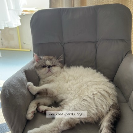 Photo de chat perdu à Vanves