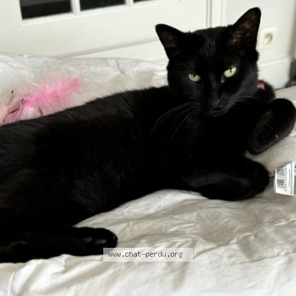 Photo 1/1 Pitoune Chat perdu à Uccle