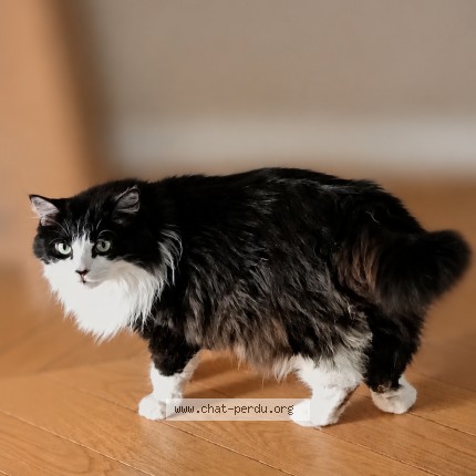 Photo de chat retrouvé à Outreau