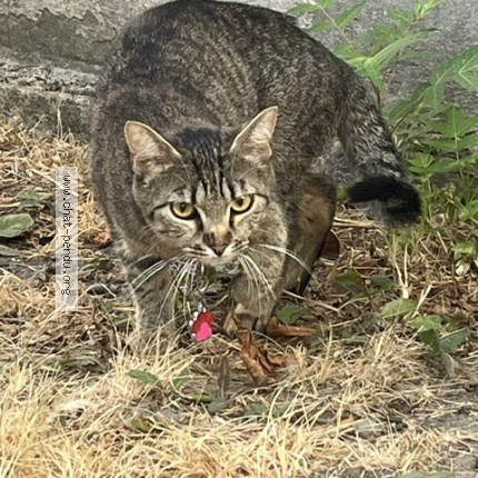 Photo de chat trouvé à Saint Denis