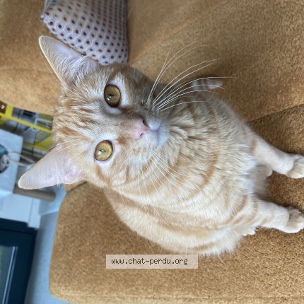 Photo de chat perdu à Bordeaux