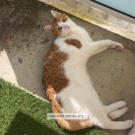 Photo 1/2 Nala Chat perdu à Toulouse