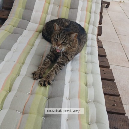 Photo 1/1 Nala Chat perdu à Labatut
