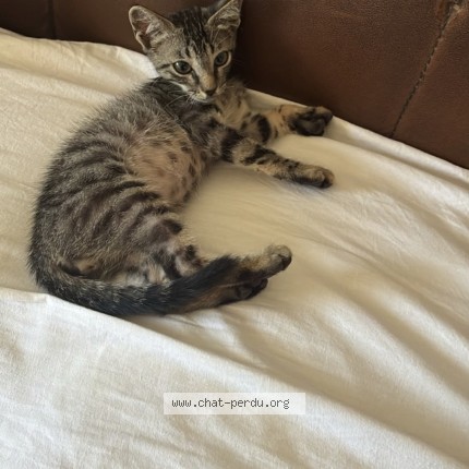 Photo 1/1 Chat retrouvé Perdu à Bruxelles