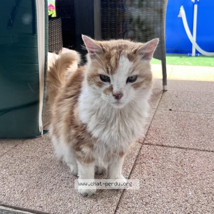 Photo de chat trouvé à Dole