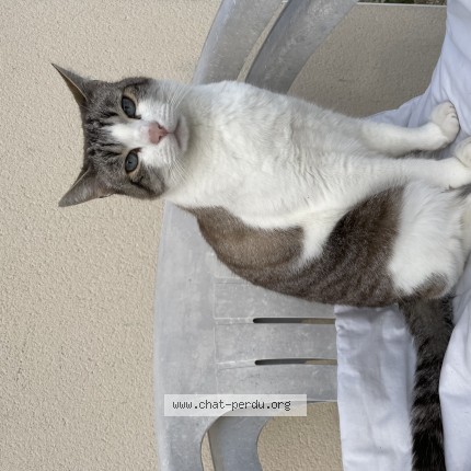 Photo 1/1 Stan Chat perdu à Montbeton