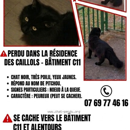 Photo 1/1 Pitchou Chat perdu à Marseille