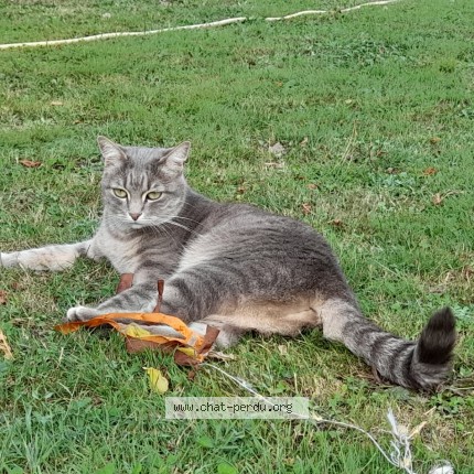 Photo 1/1 Pelotte Chat perdu à Herbignac Herbignac