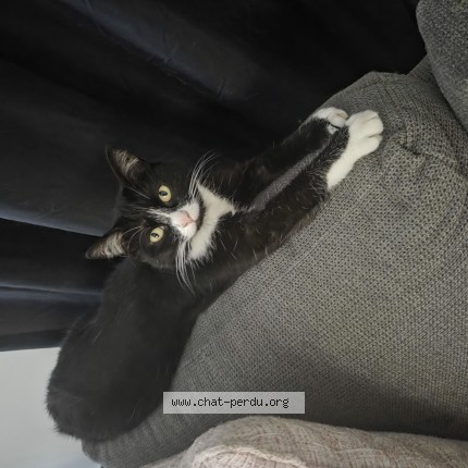 Photo 1/1 Chat retrouvé Perdu à Villeurbanne