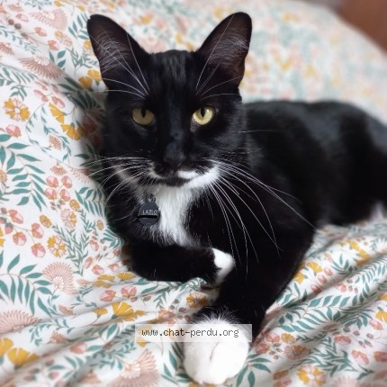 Photo de chat perdu à Toulouse