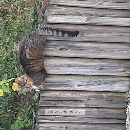 Photo de chat perdu à Vierville Sur Mer