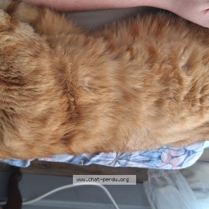 Photo 1/1 Maxou Chat perdu à Le Havre