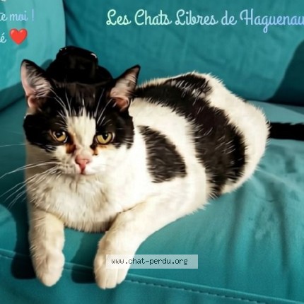 Photo 1/1 Dédé Chat perdu à Brumath