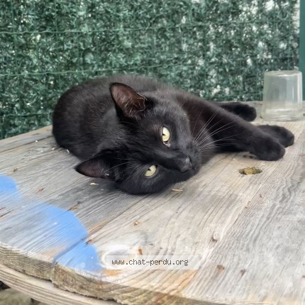 Photo de chat perdu à Sainte Soulle