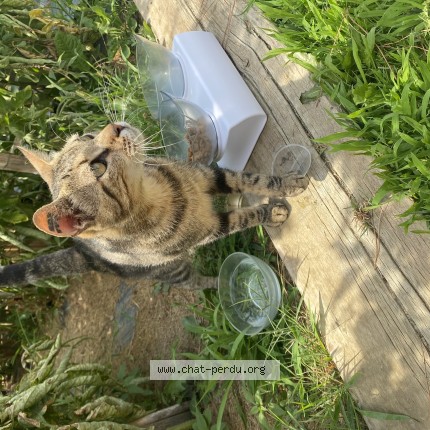 Photo 1/1 Chat trouvé Trouvé à Lignan Sur Orb