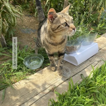 Photo 1/1 Chat trouvé Trouvé à Lignan Sur Orb