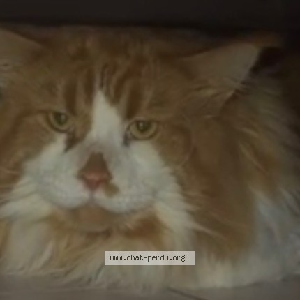 Photo de chat perdu à Bagnols Sur Ceze