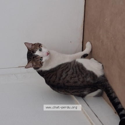 Photo 1/1 Chat trouvé Trouvé à Villejuif