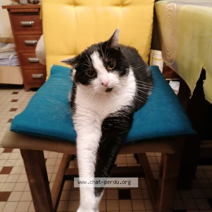 Photo de chat perdu à Alencon
