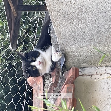 Photo 1/1 Chat trouvé Trouvé à Reims