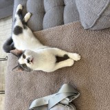 vinnie