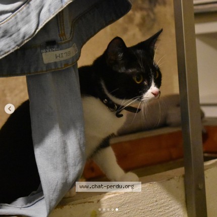 Photo de chat perdu à Bruges