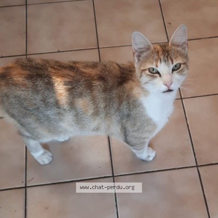 Photo 1/3 Gatita Chat perdu à Saint Agreve