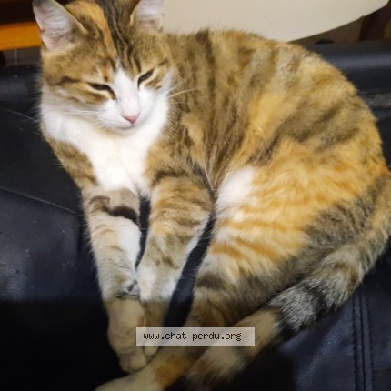 Photo 2/3 Gatita Chat perdu à Saint Agreve