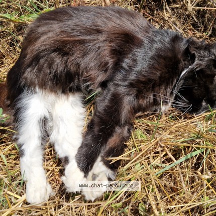 Photo 1/1 Chat trouvé Trouvé à Seix