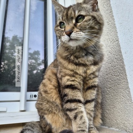 Photo de chat perdu à Saint Germain De La Grange