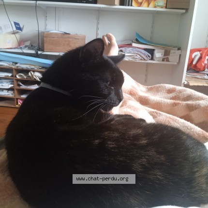 Photo de chat perdu à Revel