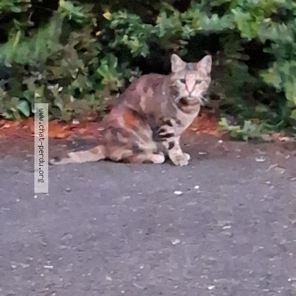 Photo 1/1 Chat trouvé Trouvé à Pantin