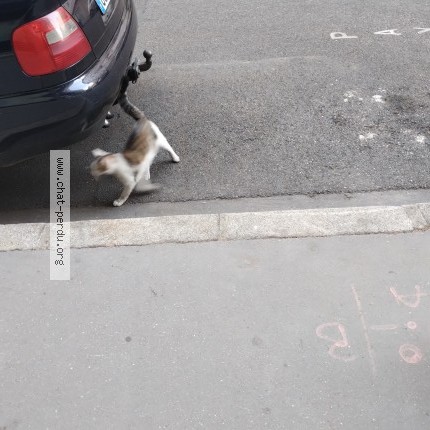 Photo de chat trouvé à Lyon