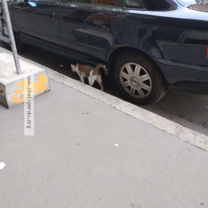 Photo 2/3 Chat trouvé Trouvé à Lyon