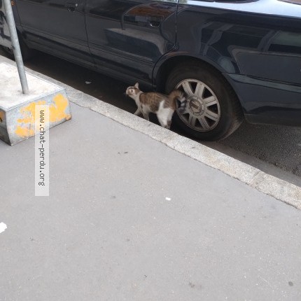 Photo 3/3 Chat trouvé Trouvé à Lyon