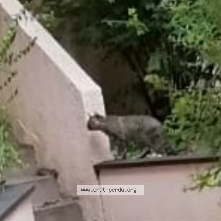 Photo 1/1 Chat trouvé Trouvé à Paris