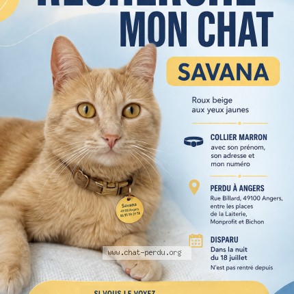 Photo 1/1 SAVANA Chat perdu à Angers